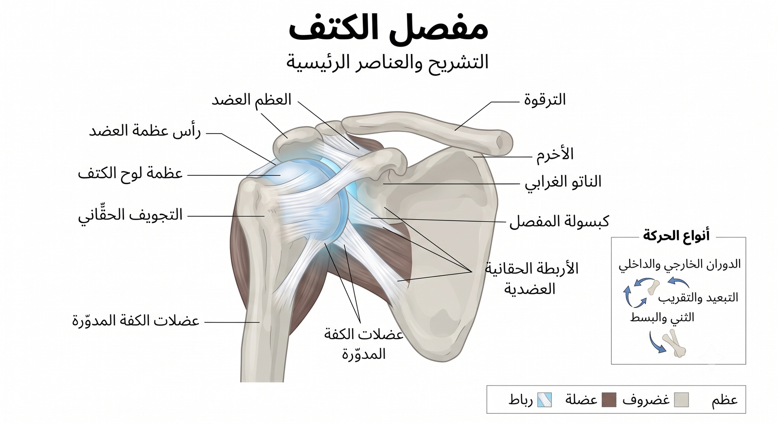 عملية تغيير مفصل الكتف
